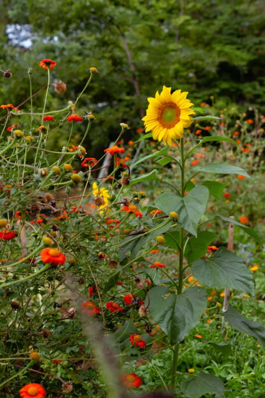 Lone sunflower in a forest glower garden.