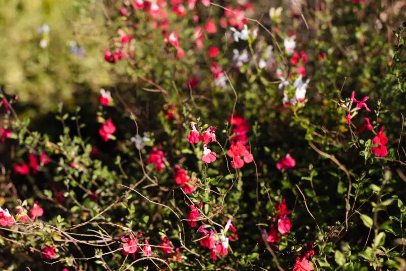 Tiny red bloom.