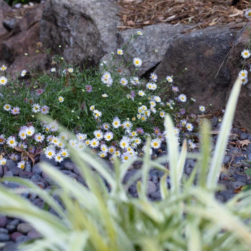 Small white daisies.