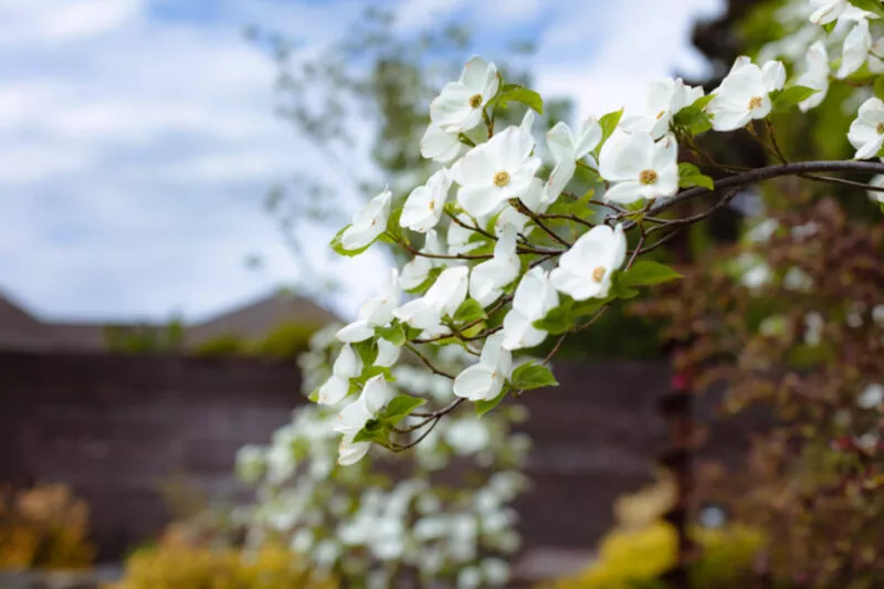 Dogwood blooms and views of the cloudy sky.