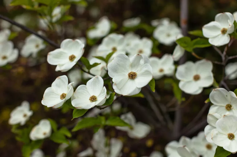 Dogwood bloom