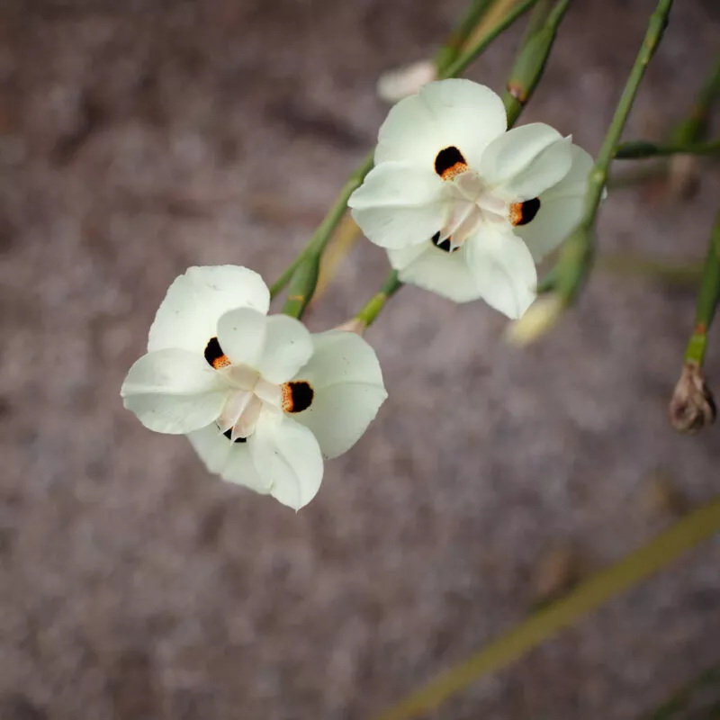 white flowers