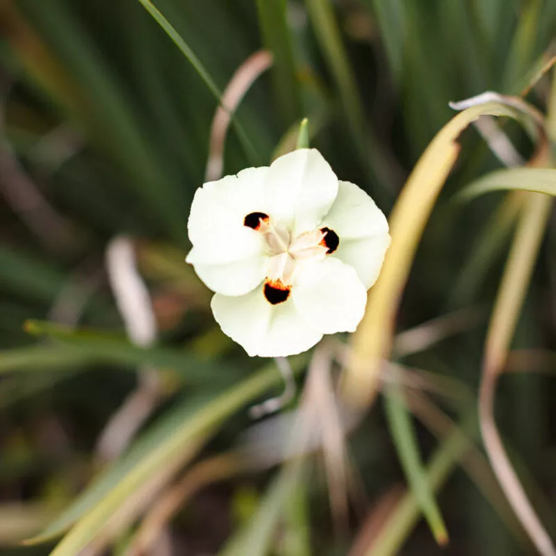 white flower, square image