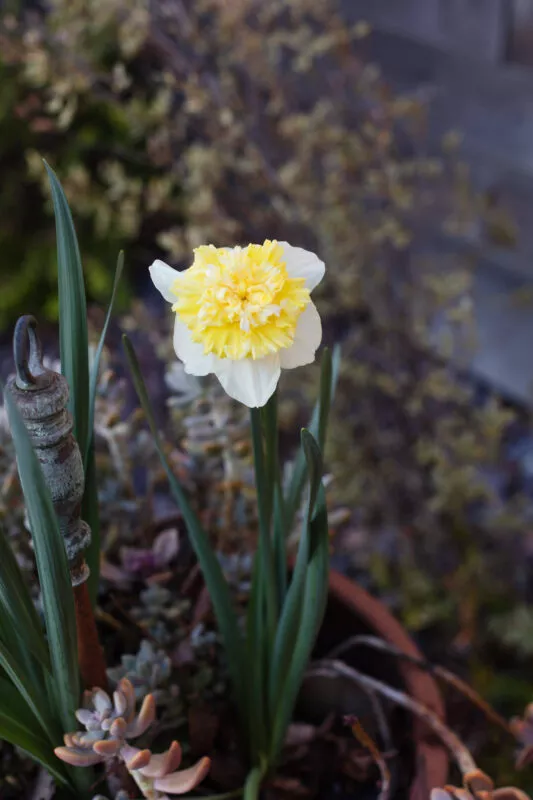 Yellow daffodil