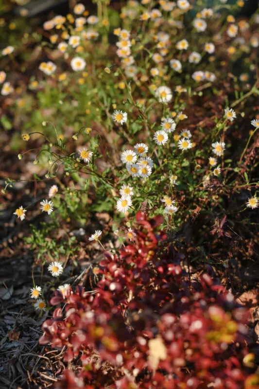 white, yellow yard flower