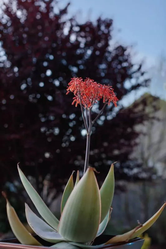 A vibrant succulent in the front yard in morning light cast against a cherry tree and the early morning sky.