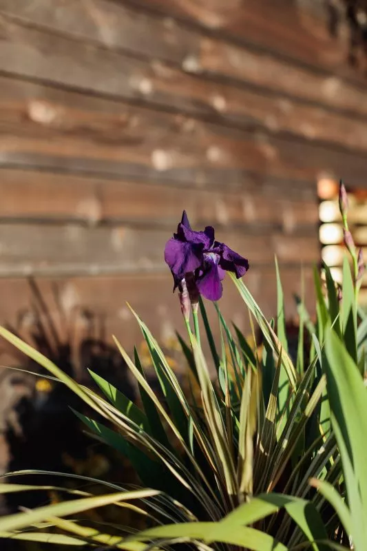 A purple Iris blooming against the muted colors of the sound wall.