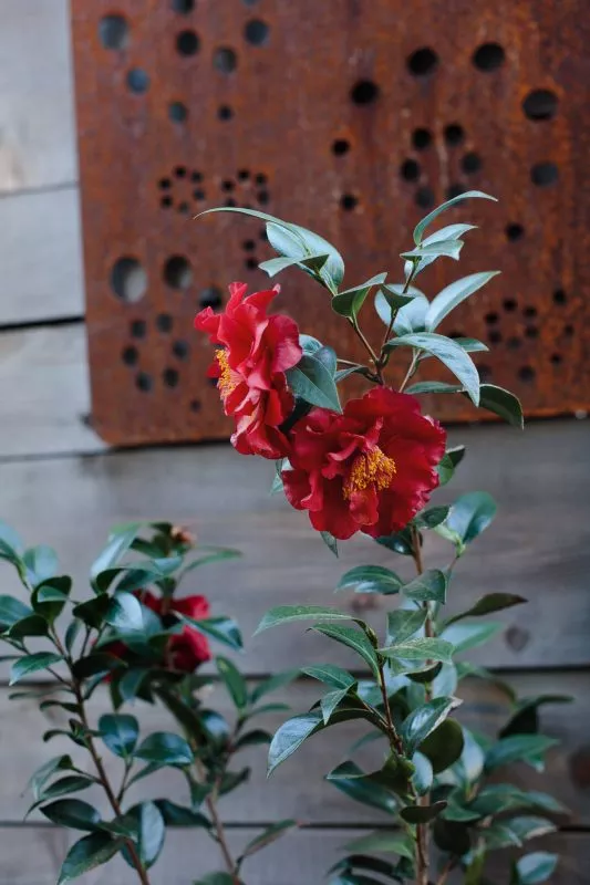 Red Camalias in bloom against a rusted art piece fence-hanging in our backyard.