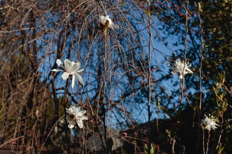 Star Magnolia blooming against the blue colored morning sky.