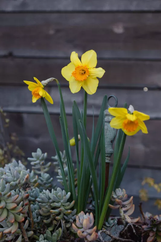 Yellow daffodils