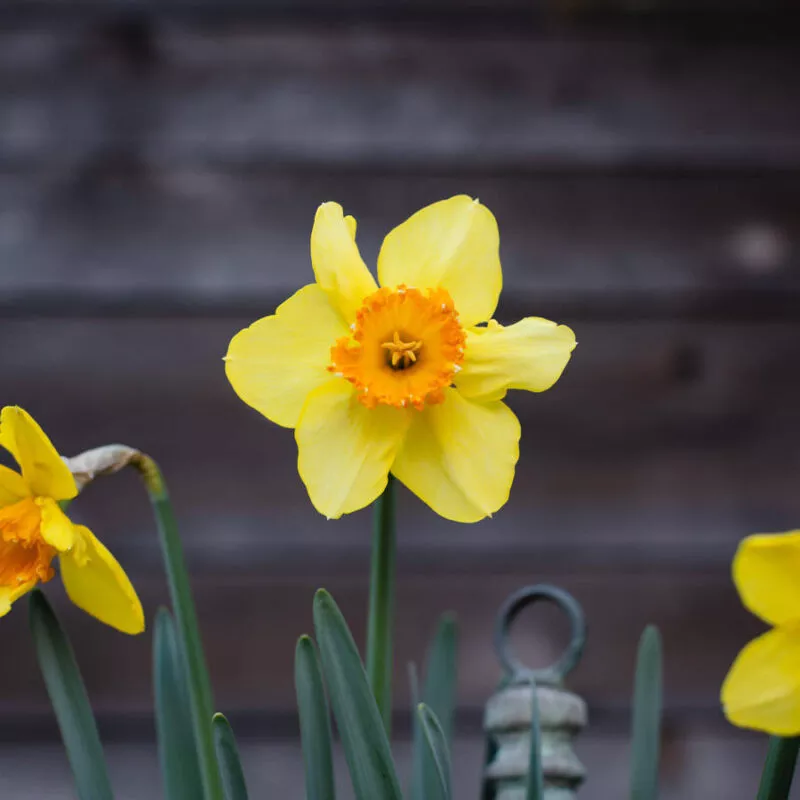 Yellow daffodil, up close