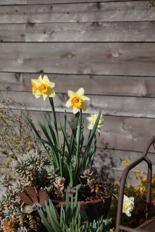 Yellow daffodils