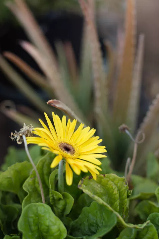 Yellow flower and cactus background.