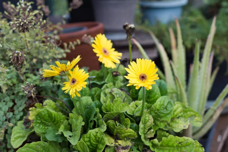 Yellow flowers in pot.