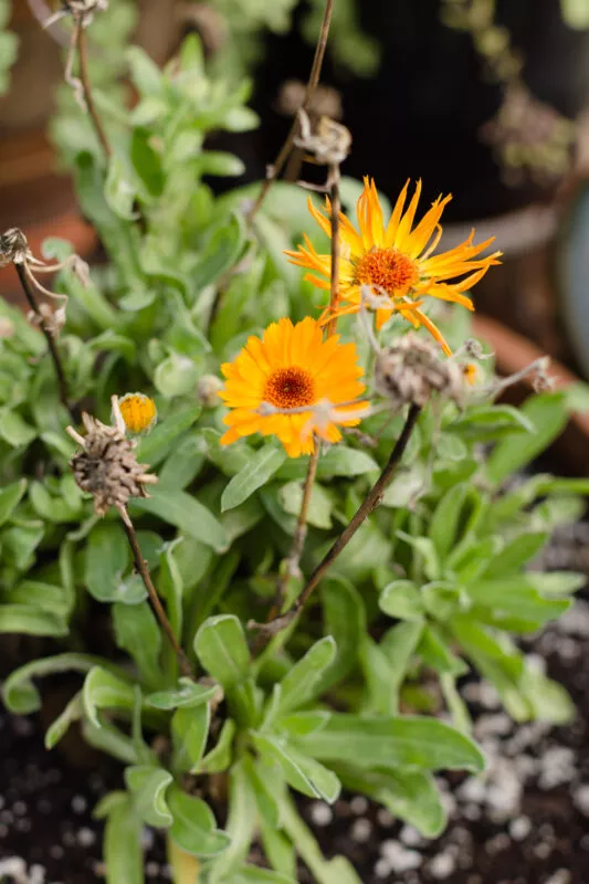 Lovely orange-red flowers