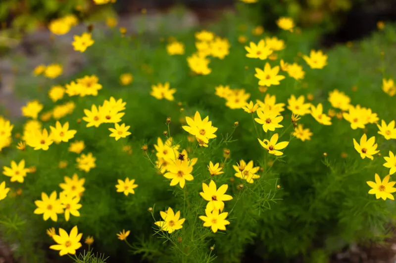 Small yellow flowers