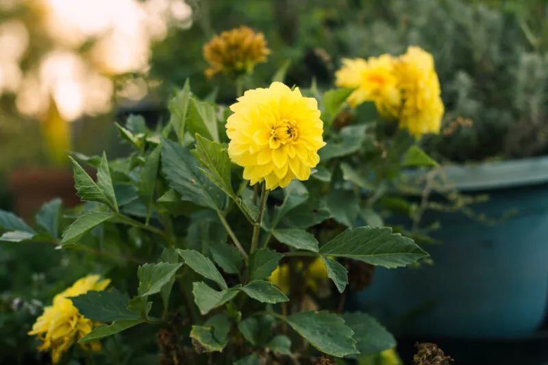 Yellow flowers at sunset.