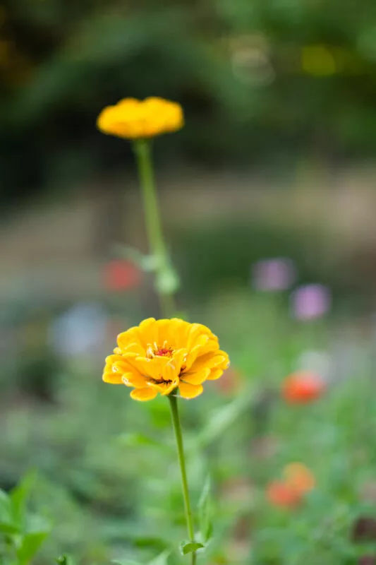 Yellow zinnia blooming in the understory of a Forest flower garden.