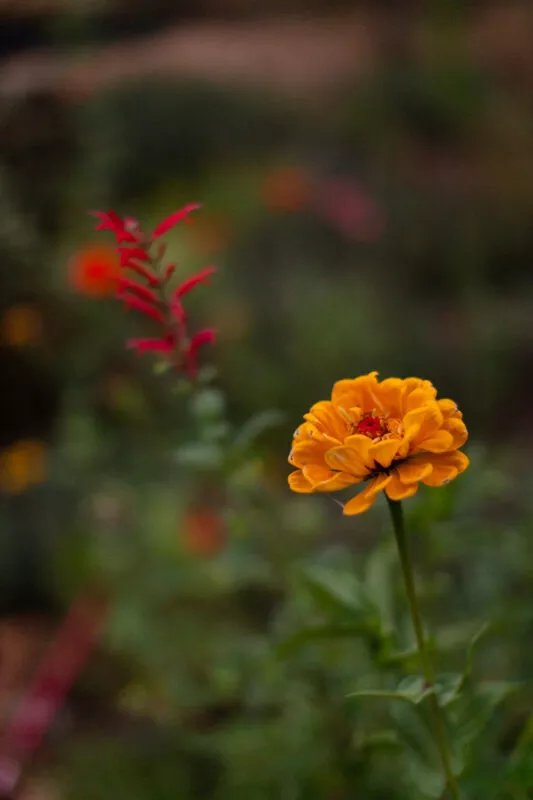 Yellow zinnia blooming in the understory of a Forest flower garden.